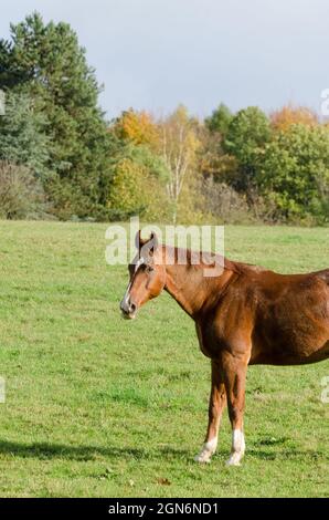 Braunes Warmblutpferd (Equus ferus caballus), das auf einer Weide auf dem Land in Deutschland, Europa, steht Stockfoto