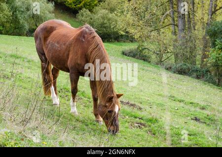 Heimisches braunes Warmblutpferd (Equus ferus caballus) auf einer Weide auf dem Land in Deutschland, Europa Stockfoto