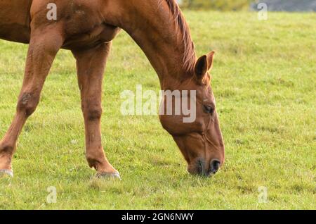 Heimisches braunes Warmblutpferd (Equus ferus caballus) auf einer Weide auf dem Land in Deutschland, Europa Stockfoto