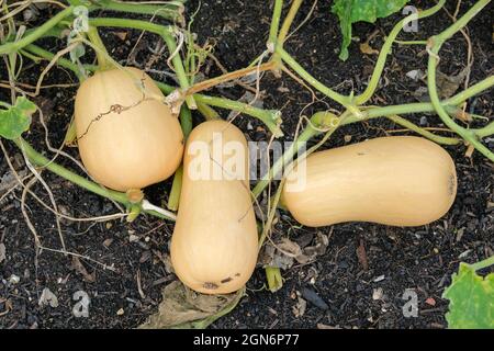 Cucurbita moschata 'Hunter', Winter Squash, Butternut Squash 'Hunter'. Reife Früchte auf Pflanzen, die geerntet werden können Stockfoto