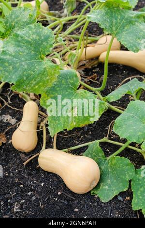 Cucurbita moschata 'Hunter', Winter Squash, Butternut Squash 'Hunter'. Reife Früchte auf Pflanzen, die geerntet werden können Stockfoto