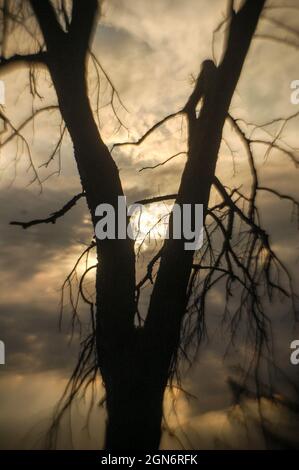 Blattlose Baumsilhouette gegen die stürmischen Wolken während des Sonnenuntergangs. Stockfoto