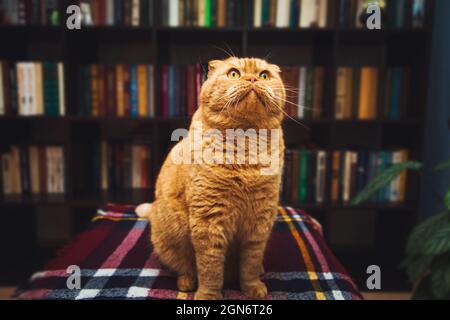 Wunderschöne britische Kurzhaar-Ingwerkatze. Home Bibliothek Innenraum. Stockfoto