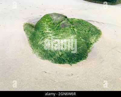 Ein großes, mit Steinen bedecktes grünes Moos am Sandstrand Stockfoto