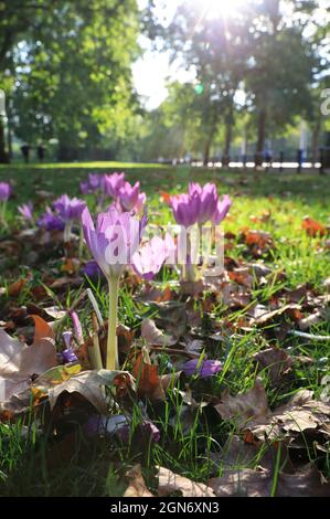 Hübsche Krokusse im St James Park, einem ungewöhnlich warmen Tag für den 1. Herbsttag 2021, im Zentrum von London, Großbritannien Stockfoto