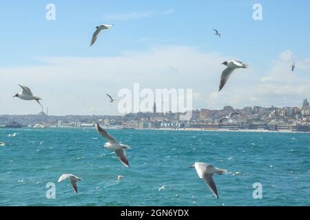 Istanbul Hintergrundbild. Möwen mit galata Tower im Hintergrund. Stadtbild von Istanbul mit bewölktem Himmel. Bosporus-Meerenge. Stockfoto