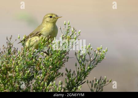 Weidenwaldsänger (Phylloscopus trochilus), der sich auf der Pflanze ernährt. Portugal, Europa. Stockfoto