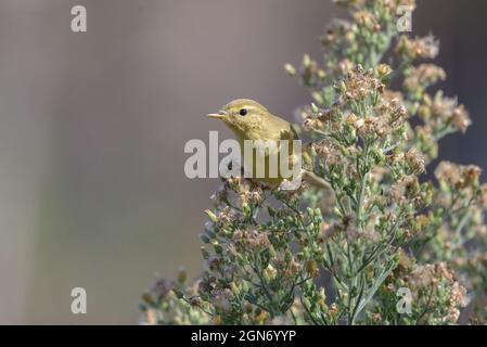 Weidenstrümmer (Phylloscopus trochilus), Erwachsenenfütterung in wilden Blütenpflanzen auf glattem Hintergrund Stockfoto