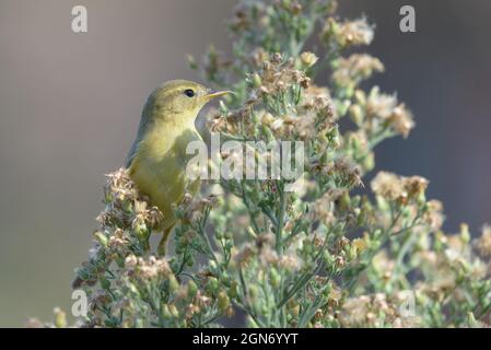 Weidenstampfer Phylloscopus trochilus, hoch oben auf Pferdealgen-Pflanzenfutter für Insekten. Portugal, Europa Stockfoto