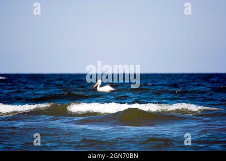 Pelikan verschwommen Silhouette schwimmt auf dem Wasser des Schwarzen Meeres in der Nähe des Donaudeltas. Tiefblaues Meerwasser mit kleinen schäumenden Wellen. Stockfoto