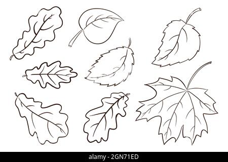 Herbstlaub Kollektion. Wald Laub Illustrationsset. Eiche, Ahorn und Haselnussblatt. Herbst-Deko-Elemente für Print, Aufkleber, Einladung und Grußkarten-Design und Dekoration. Premium Vector Stock Vektor