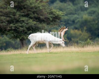 Brachwild, Buck Beim Gehen Stockfoto