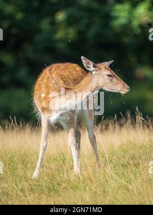 Damhirn im Gras stehend Stockfoto
