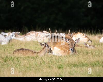 Damhirn im Gras stehend Stockfoto
