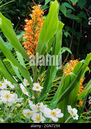 Spätsommer Kombinationspflanzung von Anemone x hybrida 'Honorine Jobert' und Ingwerlilie Hedychium 'Tara' Stockfoto