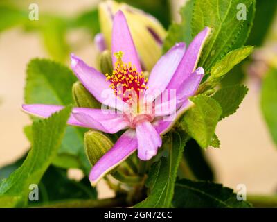 Prominente Staubgefäße des zarten, rosa blütenhaften immergrünen, schwach kletternden oder buschigen afrikanischen Sternbusches, Grewia occidentalis Stockfoto