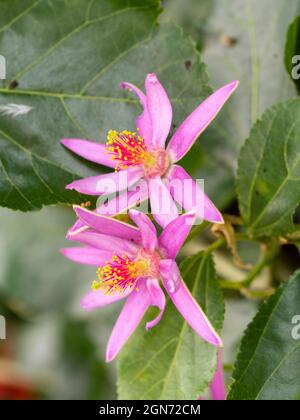 Prominente Staubgefäße des zarten, rosa blütenhaften immergrünen, schwach kletternden oder buschigen afrikanischen Sternbusches, Grewia occidentalis Stockfoto