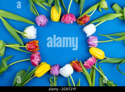 Runder Tulpenrahmen mit Platz für Text. Mix aus Frühlingsblumen. Blauer Hintergrund mit Blumen Tulpen close-up verschiedenen Farben. Mehrfarbig Stockfoto