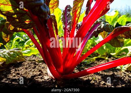 Anbau von Mangold im Garten Anbau von Gemüse Beta vulgaris cicla Group Mangold Stockfoto