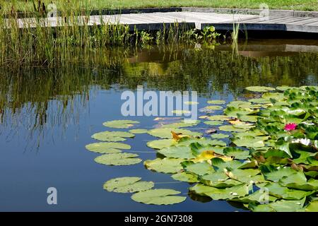 Holzweg um hübschen Gartenteich mit Seerosen Stockfoto