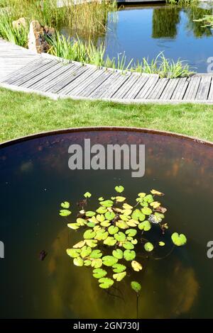 Hübscher Gartenteich Gartenweg und Miniatur-Seerose im Tank Stockfoto