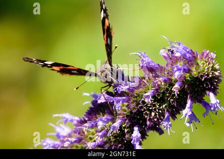 Roter Admiral-Schmetterling auf der Vorderseite der Blume Stockfoto