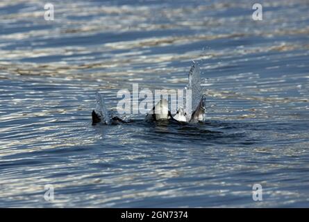 Ein Razorbill taucht unter Wasser, um Fischreit zu verfolgen. Dieses Mitglied der Auk-Familie ist bemerkenswert schnell und agil, da es seine Flügel nutzt, um unter Wasser zu fliegen. Stockfoto