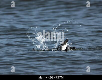 Ein Razorbill taucht unter Wasser, um Fischreit zu verfolgen. Dieses Mitglied der Auk-Familie ist bemerkenswert schnell und agil, da es seine Flügel nutzt, um unter Wasser zu fliegen. Stockfoto