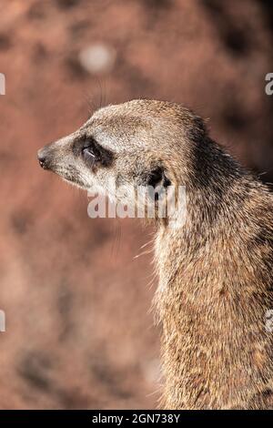 Vertikale Nahaufnahme eines braunen Erdmännchen Stockfoto