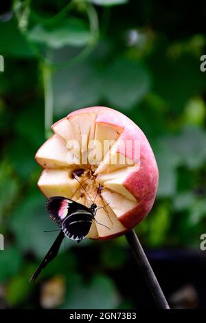 Nahaufnahme eines schwarzen Schmetterlings auf einem rot dekorierten Apfel.das Foto wurde im Freien im horizontalen Format aufgenommen. Stockfoto