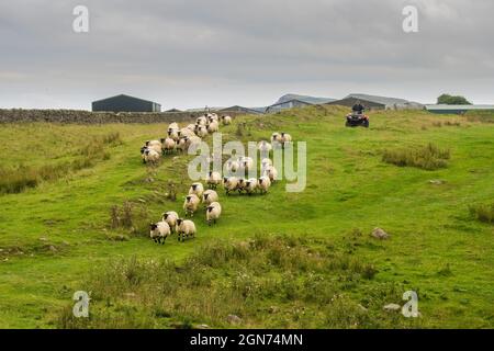 13.09.21 Once Brewed, Northumberland, Großbritannien. Der Hadrian’s Wall Path ist ein 84 Meilen (135 km) langer National Trail, der sich von Küste zu Küste im Norden erstreckt Stockfoto