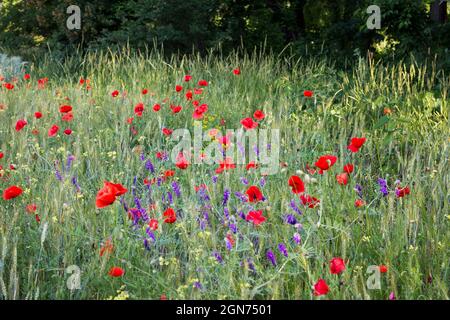 Beautiful field of blooming flowers, red poppy and other wildflowers on a sunny day. Landscape Stockfoto