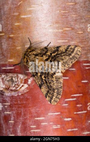 Gebratelte Schönheits-Motte (Lycia hirtaria), die auf dem Stamm einer Birke ruht. Powys, Wales. VEREINIGTES KÖNIGREICH. April. Stockfoto