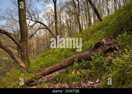 Blick auf einen Wald aus einer Eiche (Quercus petraea) mit einem Unterholz von Heidelbeere im frühen Frühjahr. Powys, Wales. April. Stockfoto