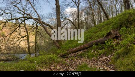 Blick auf einen Wald aus einer Eiche (Quercus petraea) mit einem Unterholz von Heidelbeere im frühen Frühjahr. Powys, Wales. April. Stockfoto