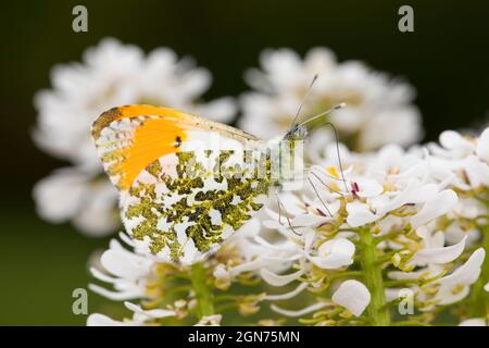 Orangespitzenschmetterling (Anthocharis cardamine) erwachsenes Männchen, das auf Blüten von Alyssum in einem Garten in Powys, Wales, ruht. Mai. Stockfoto