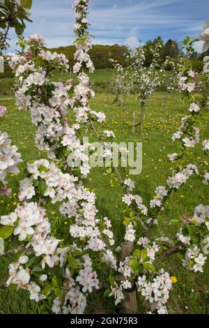 Blüte auf einem Apfelbaum (Malus domestica) Sorte 'Tom Putt' in einem Bio-Obstgarten. Powys, Wales. Mai. Stockfoto