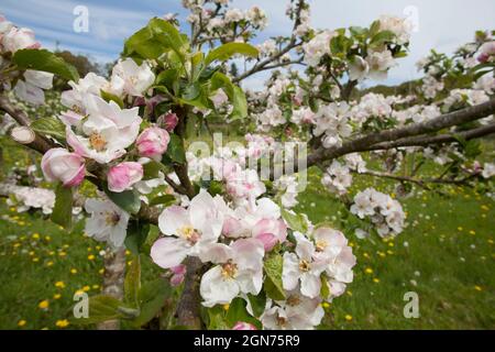 Blüte auf einem Apfelbaum (Malus domestica) Sorte 'Tom Putt' in einem Bio-Obstgarten. Powys, Wales. Mai. Stockfoto