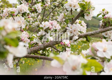 Blüte auf einem Apfelbaum (Malus domestica) Sorte 'Tom Putt' in einem Bio-Obstgarten. Powys, Wales. Mai. Stockfoto