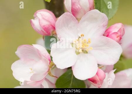 Blüte auf einem Apfelbaum (Malus domestica) Sorte 'Tom Putt' in einem Bio-Obstgarten. Powys, Wales. Mai. Stockfoto