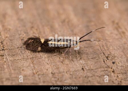 Schwefel Tubische Motte (Esperia sulfurella) Erwachsene. Powys, Wales. Mai. Stockfoto