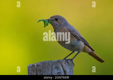 Weiblicher Rottanz (Phoenicurus phoenicurus), der auf einem Zaunpfosten thront. Powys, Wales. Mai. Stockfoto