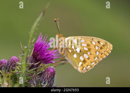 Dunkelgrüner Fritillary (Speyeria aglaja) männlicher erwachsener Schmetterling auf einer Sumpfdistel-Blume. Powys, Wales. Juni. Stockfoto