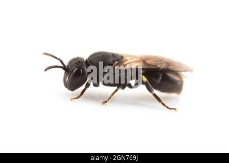 Kurzhörnige Gelbgesichtenbiene (Hylaeus brevicornis) adultes Weibchen, fotografiert auf weißem Hintergrund. Powys, Wales. Juni. Stockfoto