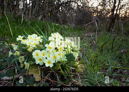 Primel (Primula vulgaris) blüht in einer Hecke auf einem Bio-Bauernhof. Powys, Wales. April. Stockfoto