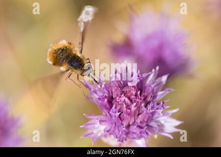 Dunkelkantige Bienenfliege (Bombylius major), die sich in einem Garten von Schnittlauch-Blüten ernährt. Powys, Wales. Juni. Stockfoto