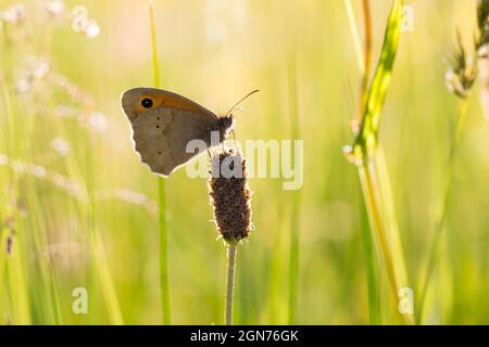 Meadow Brown Butterfly (Maniola jurtina) Erwachsener auf einer Heuwiese auf einem Bio-Bauernhof in Powys, Wales. Juni. Stockfoto