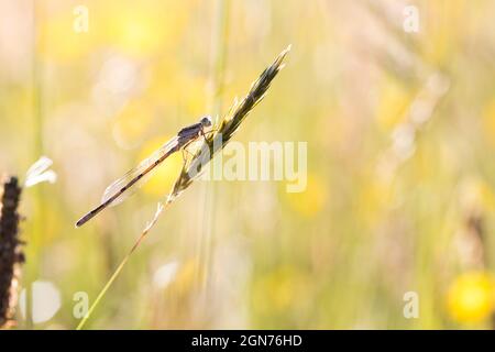 Gemeine blaue Damselfliege (Enallagma cyathigerum) tenerwachsenes Männchen auf einer Heuwiese auf einem Bio-Bauernhof. Powys, Wales. Juni. Stockfoto