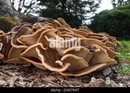 Riesiger Polypore-Pilz an der Basis eines Strandbaums Stockfoto