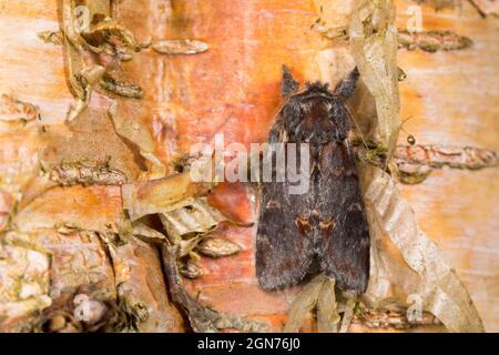 Eisenfalter (Notodonta dromedarius), der auf Birkenrinde ruht. Powys, Wales. Juni. Stockfoto